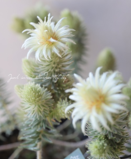 フィリカ プベッセンス ワフトフェザー オージープランツ ドライフラワー Nghiencuudinhluong Com フィリカ プベッセンス ワフトフェザー オージープランツ ドライフラワー Nghiencuudinhluong Com