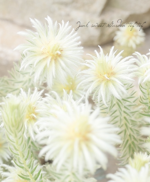 園芸ネット本店｜フィリカ プベッセンス：ワフトフェザー7号鉢植え の