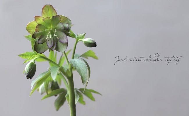 三浦孝之氏・クリスマスローズ 『原種系（クロアチカスhb）グリーン