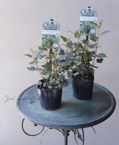 �ƥޥꥷ��ĥ����إ�ȥ른�硼������ ����ѥ����ʼ