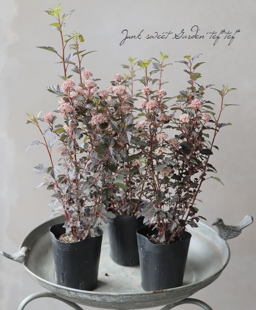 �ƥޥꥷ��ĥ����إ�ȥ른�硼������ ����ѥ����ʼ