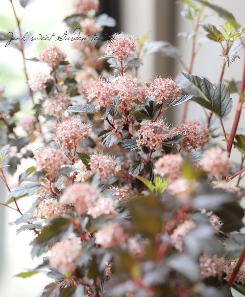 �ƥޥꥷ��ĥ����إ�ȥ른�硼������ ����ѥ����ʼ