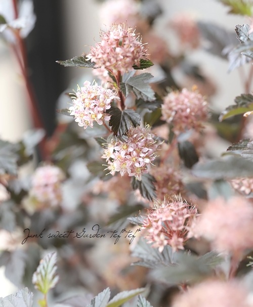 �ƥޥꥷ��ĥ����إ�ȥ른�硼������ ����ѥ����ʼ