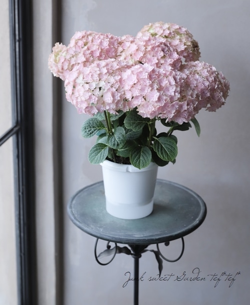 紫陽花 『美雲 -ミクモ-』 ピンク | すべての商品 | | Junk sweet