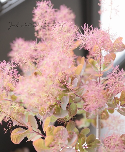 スモークツリー 『マゼンタ』 【25】 | すべての商品 | | Junk sweet