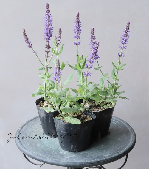 宿根サルビア・ネモローサ 『リリカル・ブルー』 | すべての商品