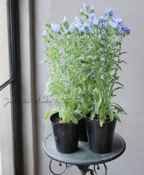 エキウム ブルーベッダー すべての商品 Junk Sweet Garden Tef Tef