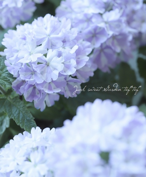 �С��٥ʡ������ѡ��٥ʡ��إ������ȥ����󥯥��