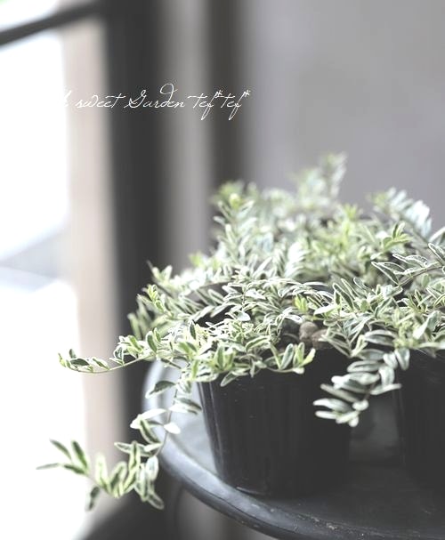 ���˥��顡�إۥ磻�ȥޥ��å���