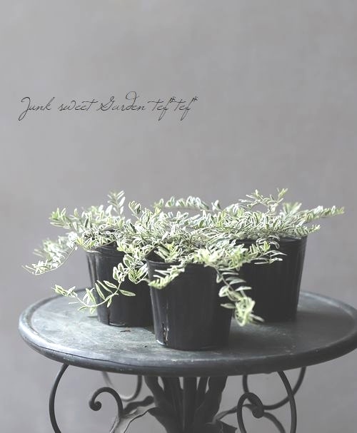 ���˥��顡�إۥ磻�ȥޥ��å���