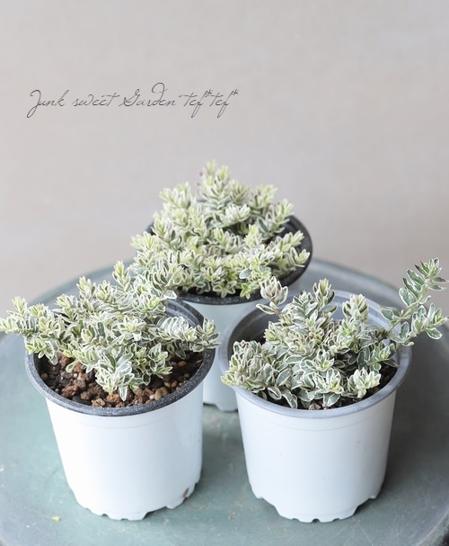 ���˥��顡�إۥ磻�ȥޥ��å���