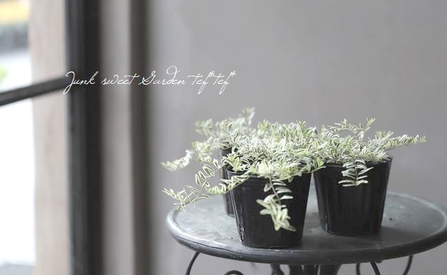 ���˥��顡�إۥ磻�ȥޥ��å���