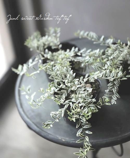 ���˥��顡�إۥ磻�ȥޥ��å���