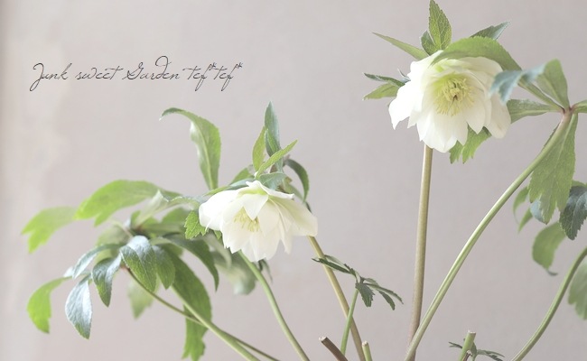 花郷園】 クリスマスローズ 『ホワイトチュチュ』 | すべての商品