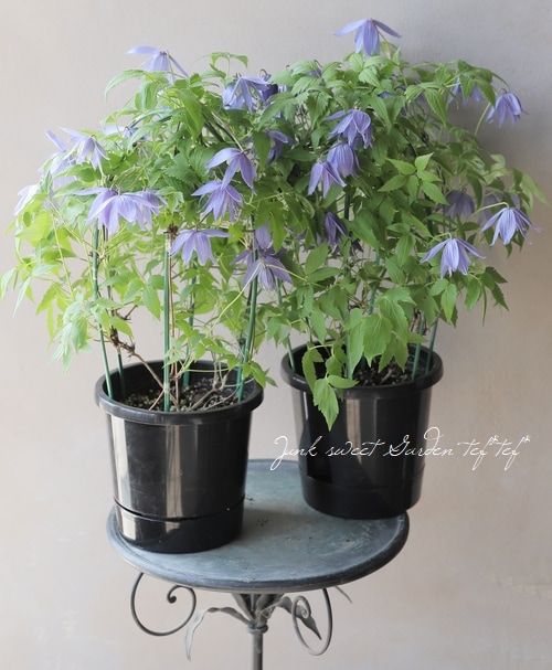 クレマチス・アトラゲネ系 『アルピナ』 | すべての商品 | | Junk