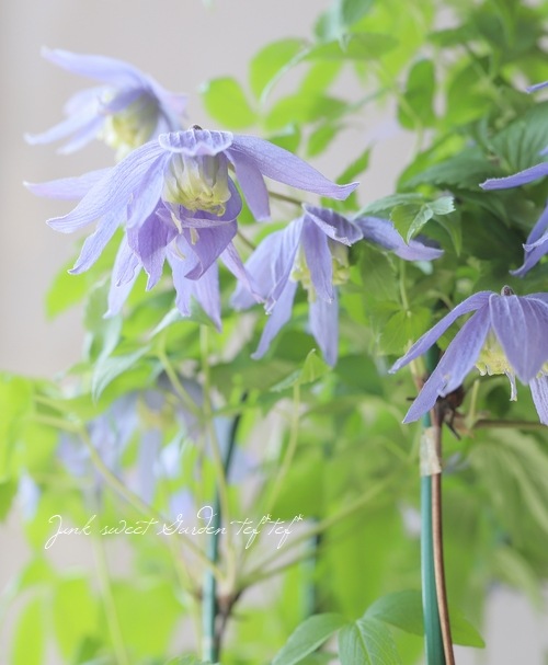 クレマチス・アトラゲネ系 『アルピナ』 | すべての商品 | | Junk