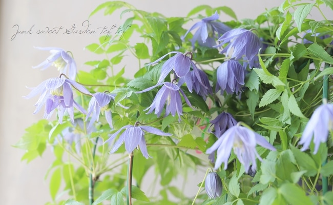 クレマチス・アトラゲネ系 『アルピナ』 | すべての商品