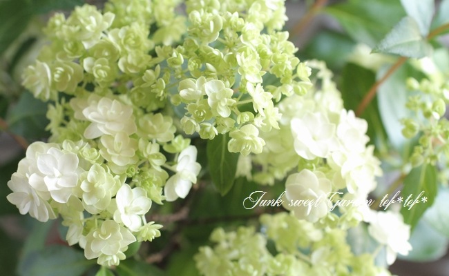 吉岡麗子さん】 山紫陽花 コガクウツギ『花笠』 グレー角