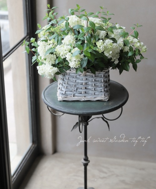 吉岡麗子さん】 山紫陽花 コガクウツギ『花笠』 グレー角