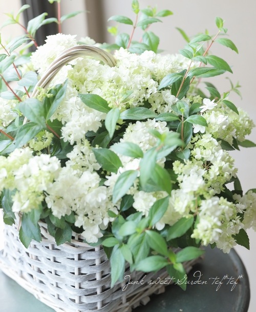 吉岡麗子さん】 山紫陽花 コガクウツギ『花笠』 グレー角