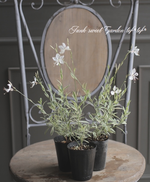 斑入りガウラ 『ホワイト』 | すべての商品 | | Junk sweet Garden tef