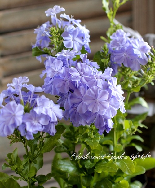 プルンバーゴ』 『ルリマツリ』 ブルー | すべての商品 | | Junk sweet