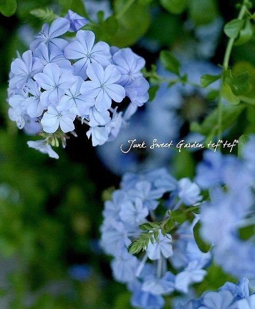 プルンバーゴ　るいまつり　ブルー　超大株 プルンバーゴ』 『ルリマツリ』 【ブルー】 | すべての商品 | | Junk