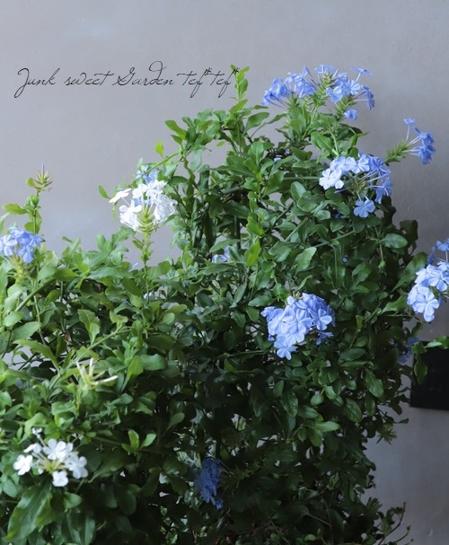 プルンバーゴ』 『ルリマツリ』 ブルー | すべての商品 | | Junk sweet