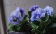 ѥ󥸡󥹥ѥץ饹إ᥿å֥롼֥å