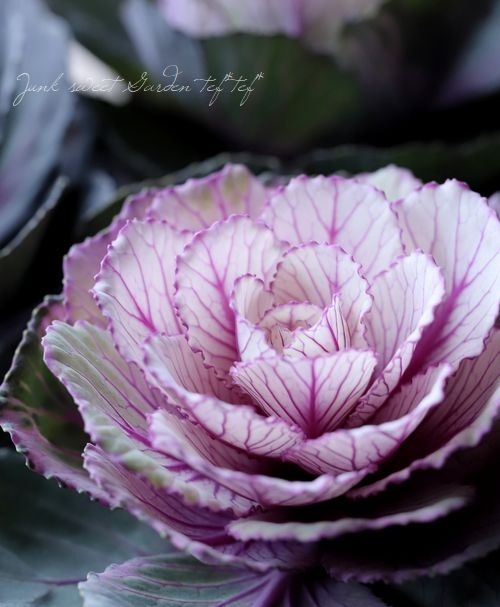 ���ղ�ð���إ�����ơ����٥���١�����