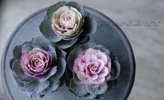 ���ղ�ð���إ�����ơ����٥���١�����