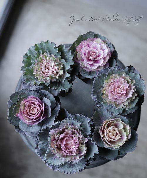 ���ղ�ð���إ�����ơ����٥���١�����