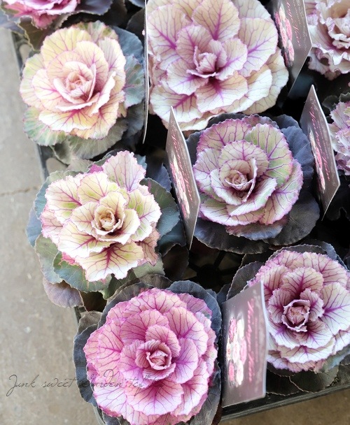 □葉牡丹 『ヴィンテージベイン』 丸葉 | すべての商品 | | Junk sweet