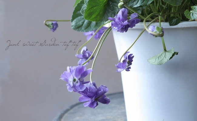 八重咲きパルマスミレ ニオイスミレ『オーロラ』 プラ鉢 | すべての