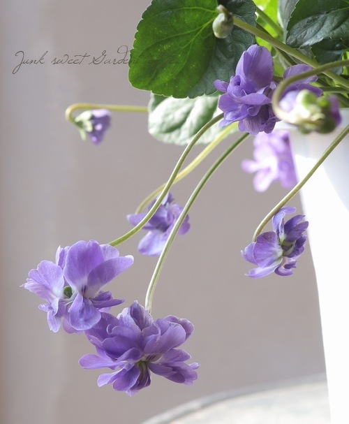 八重咲きパルマスミレ ニオイスミレ『オーロラ』 プラ鉢 | すべての