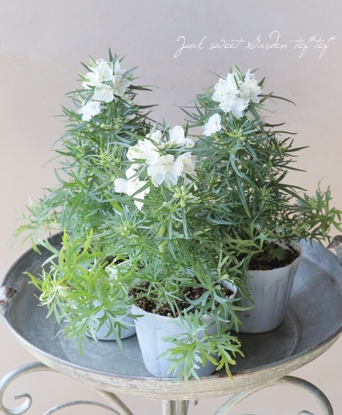 �ǥ�ե��˥��ࡡ�إϥ󥭡��ɥ꡼�١��ۥ磻��