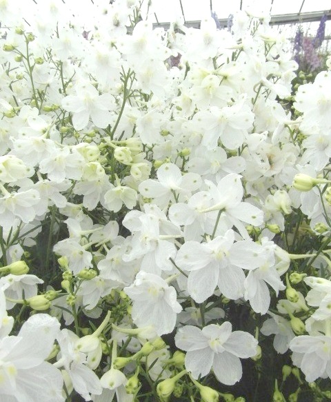 �ǥ�ե��˥��ࡡ�إϥ󥭡��ɥ꡼�١��ۥ磻��