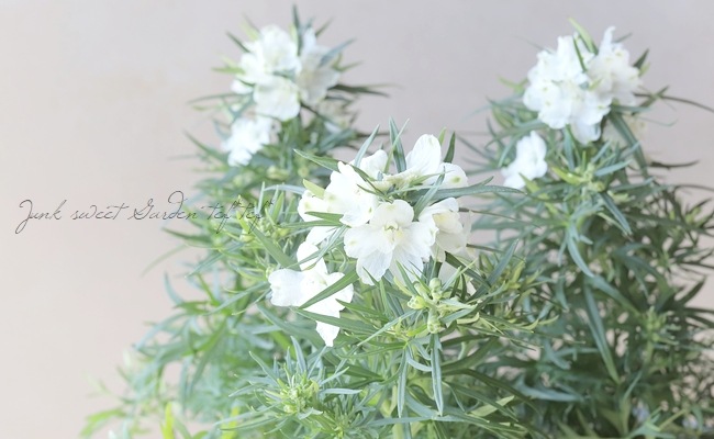 �ǥ�ե��˥��ࡡ�إϥ󥭡��ɥ꡼�١��ۥ磻��