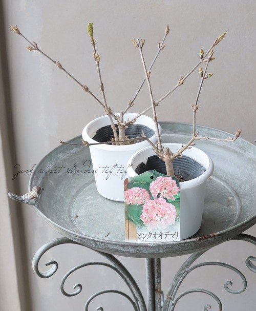 �����ǥޥꡦ�ӥС��ʥࡡ�إԥ󥯡١�