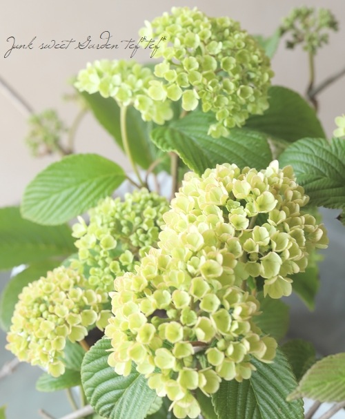 �����ǥޥꡦ�ӥС��ʥࡡ�إԥ󥯡١�