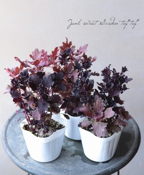 ܷϥꥦإ֥饦꡼ߥ֥١ͣɣؿ