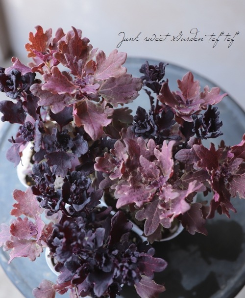 ܷϥꥦإ֥饦꡼ߥ֥١ͣɣؿ