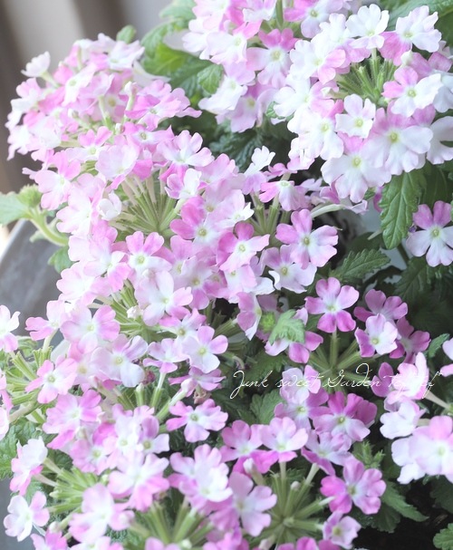 С٥ʡͥåѥȡإХ顼 ɺϥ󥮥󥰥