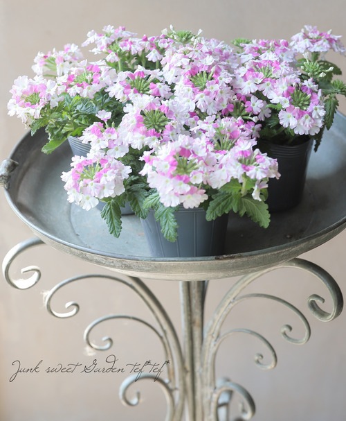 �С��٥ʡ������ͥå�����ѥ��ȡ��إХ����顼�������� �ɺ��ϥ󥮥󥰥�����