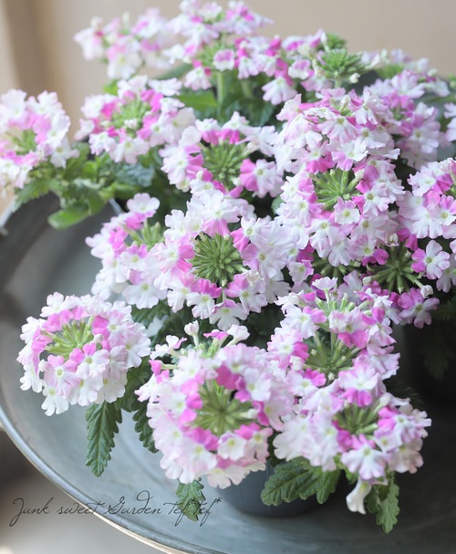 �С��٥ʡ������ͥå�����ѥ��ȡ��إХ����顼�������� �ɺ��ϥ󥮥󥰥�����