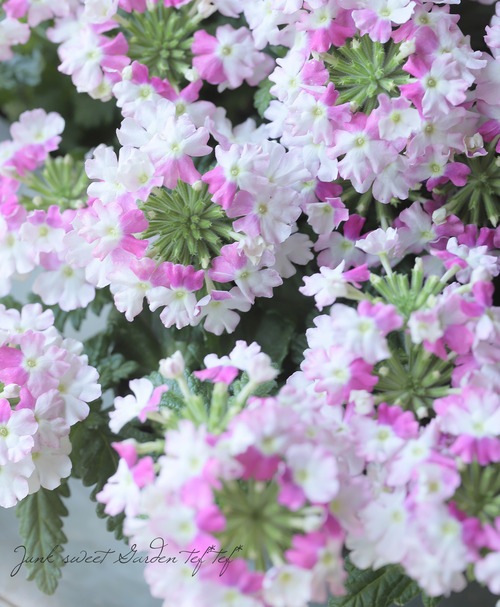 �С��٥ʡ������ͥå�����ѥ��ȡ��إХ����顼�������� �ɺ��ϥ󥮥󥰥�����