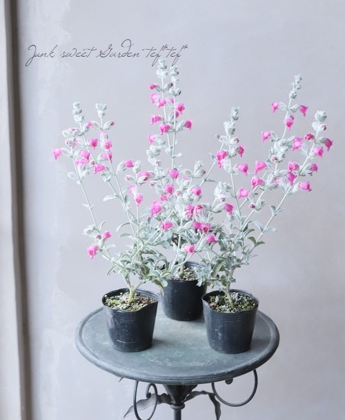 �ԥƥ����ǥ������إե����꡼�ԥ󥯡١�