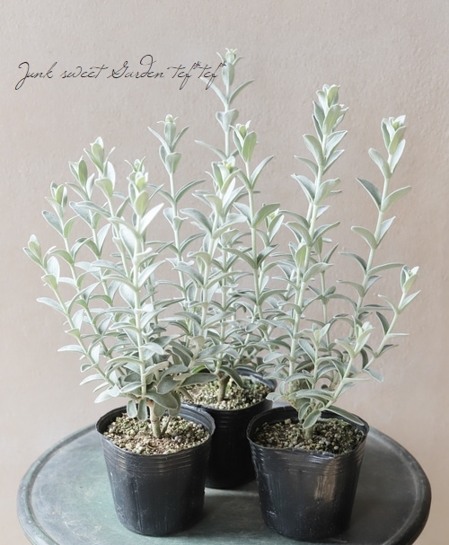 �ԥƥ����ǥ������إե����꡼�ԥ󥯡١�