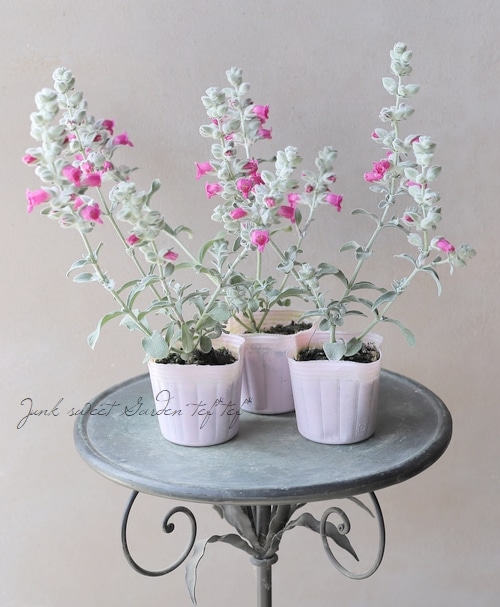 �ԥƥ����ǥ������إե����꡼�ԥ󥯡١�