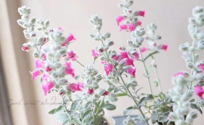 �ԥƥ����ǥ������إե����꡼�ԥ󥯡١�